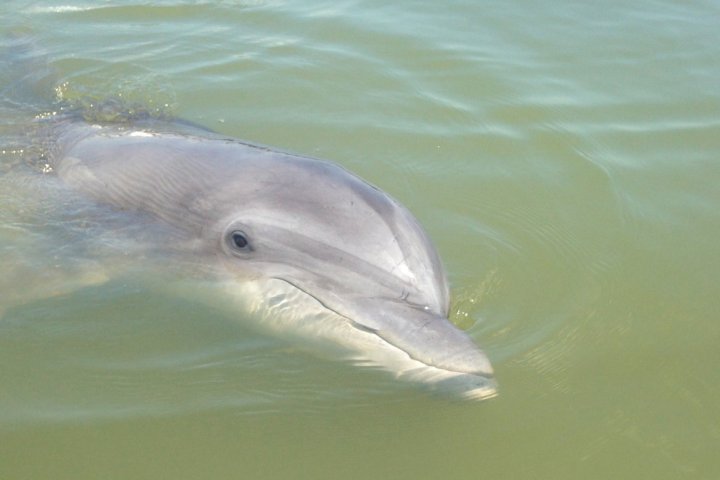 up close shot of a dolphin