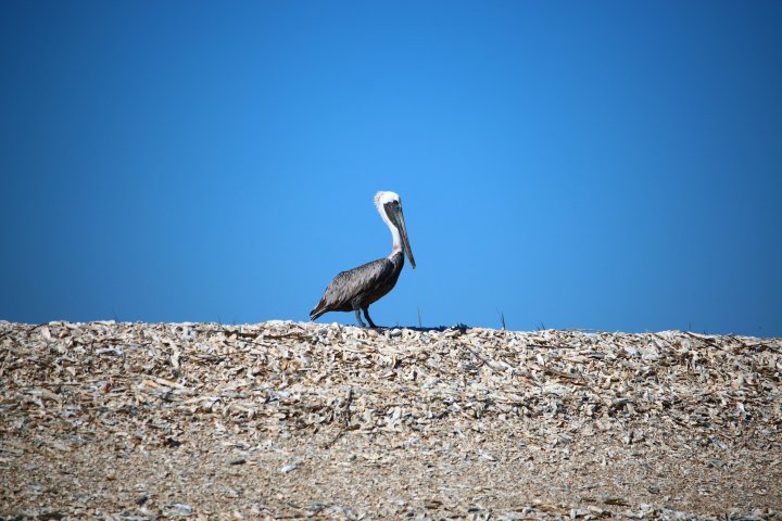 bird near Hilton Head