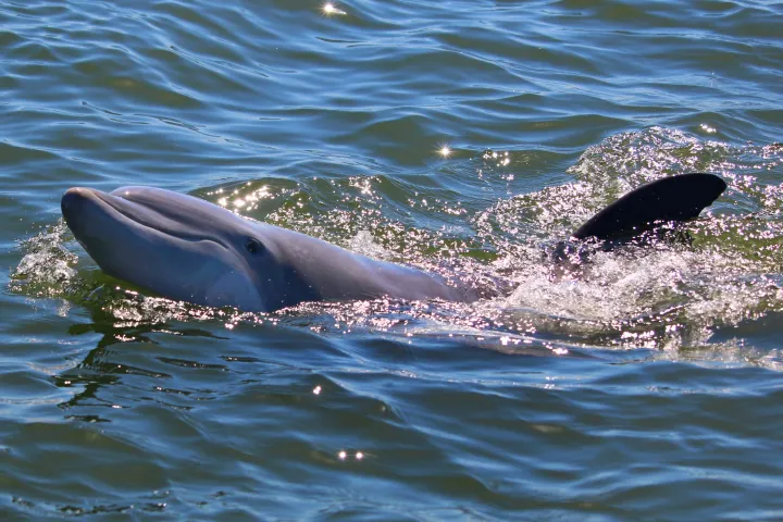Dolphin swimming through the water near Hilton Head