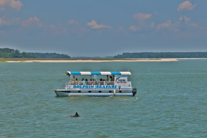 Dolphin seafari up close to the dolphins