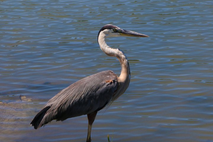 Great blue bird standing in the water