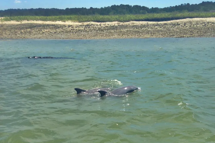 dolphins swimming through the water