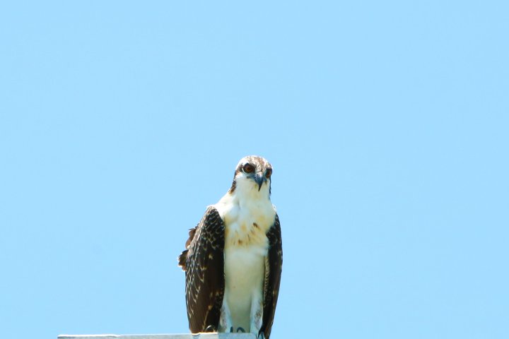 Hawk on the prowl near Hilton Head