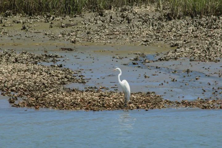 Crane near hilton head