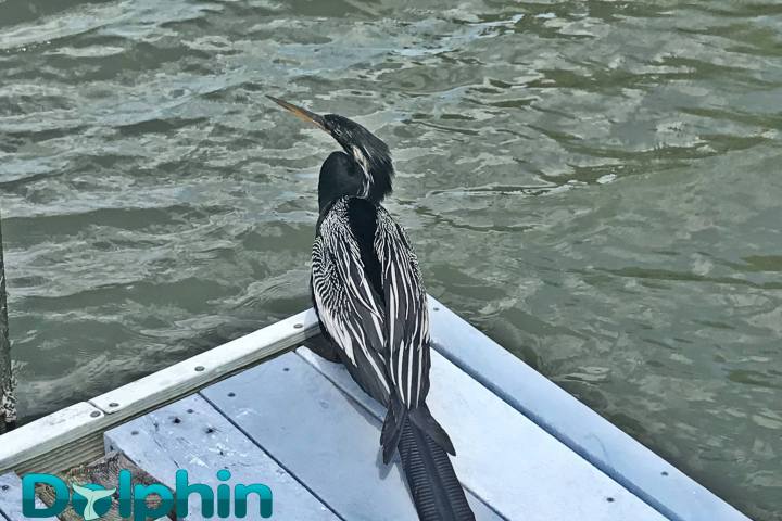 Hilton Head Island Black and White Bird on Dock