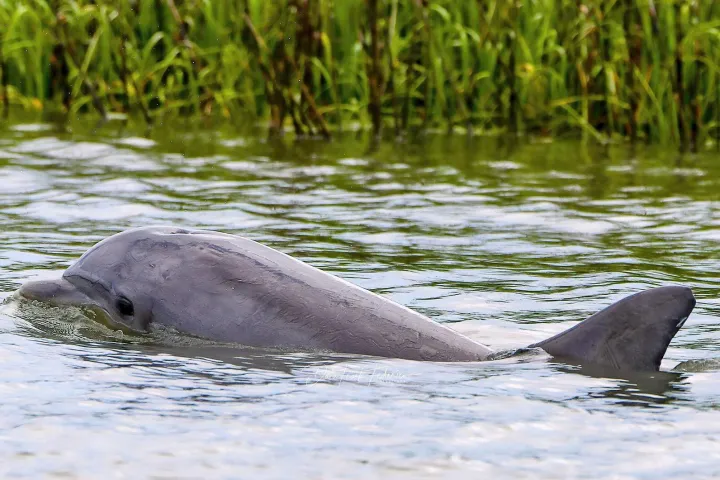 Hilton Head Salt Marsh Dolphins