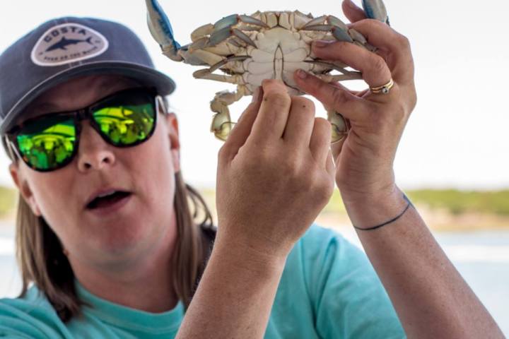Hilton Head Tour Guide pointing to the underbelly of a Crab