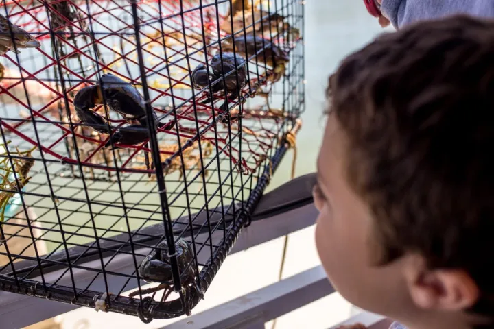 Kid looking at crabs that Dolphin Seafari caught in Hilton Head